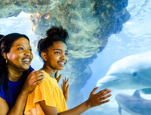 Guests observing dolphins at SeaWorld Orlando.