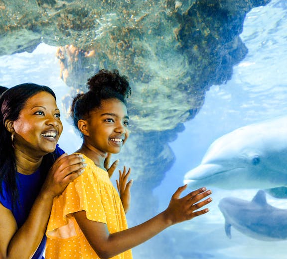 Guests observing dolphins at SeaWorld Orlando.