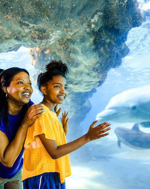 Guests observing dolphins at SeaWorld Orlando.