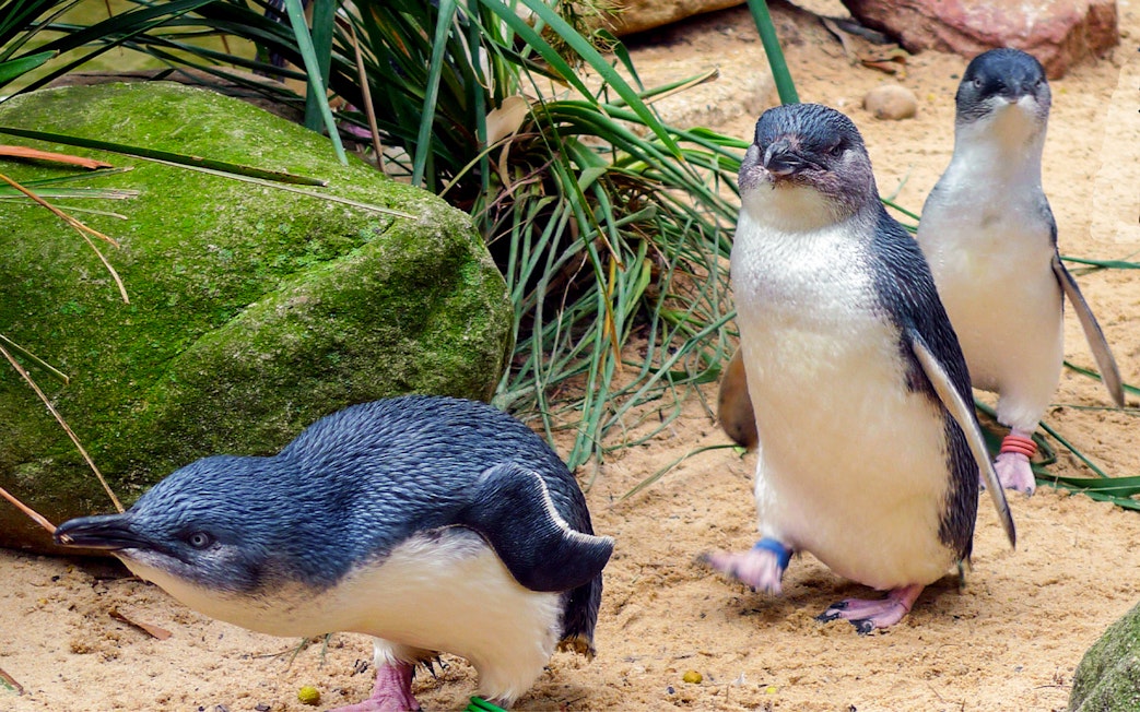 Phillip Island Penguin Parade with little penguins walking on sandy path.