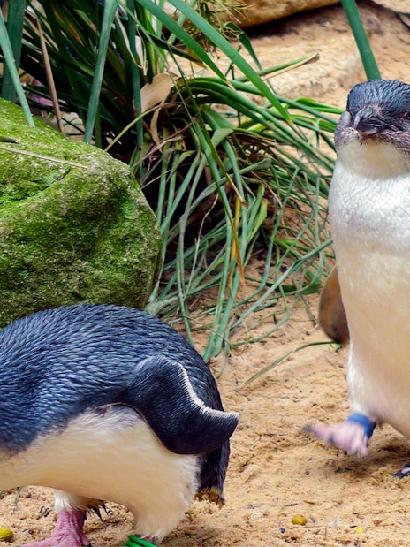 Phillip Island Penguin Parade with little penguins walking on sandy path.