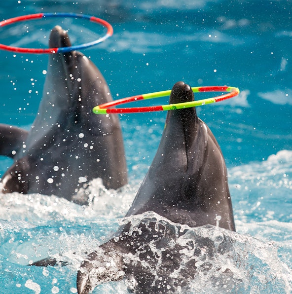 Experience live shows at Georgia Aquarium