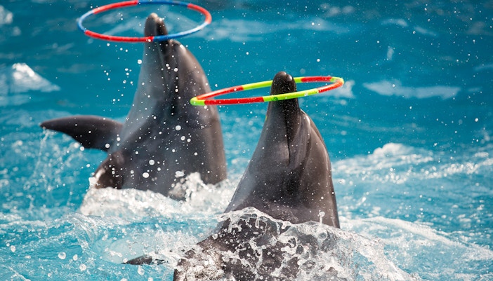 Dolphins in the pool
