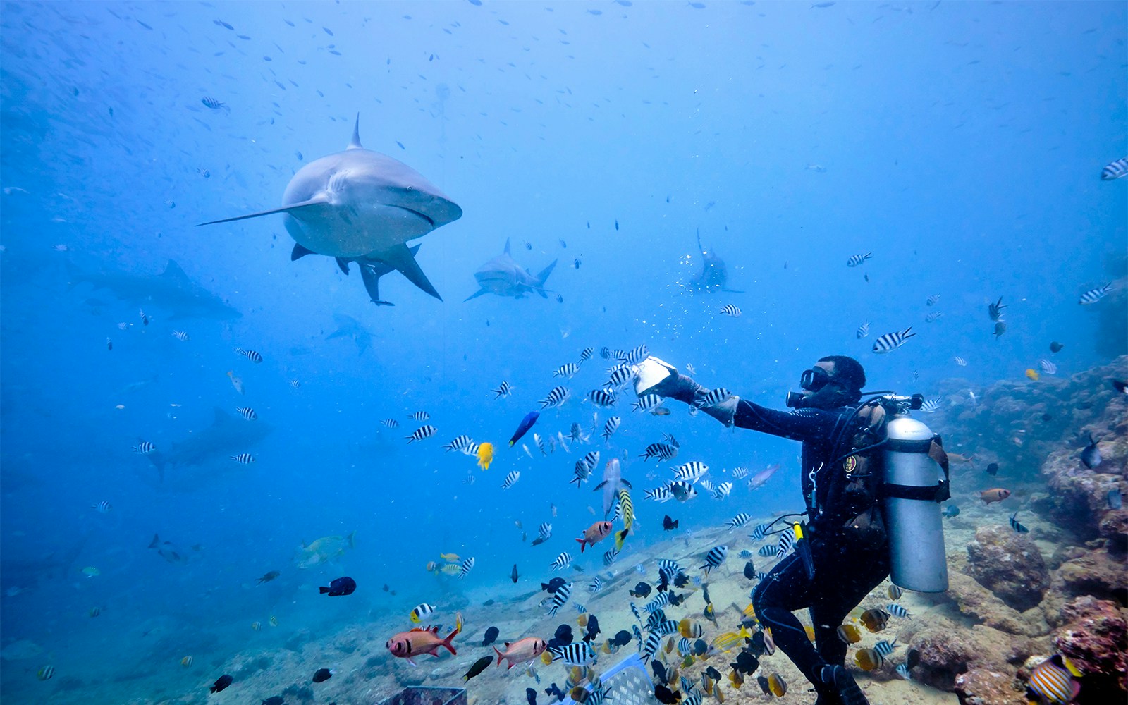 Shark feeding experience at SEA LIFE Bangkok Ocean World, Thailand.