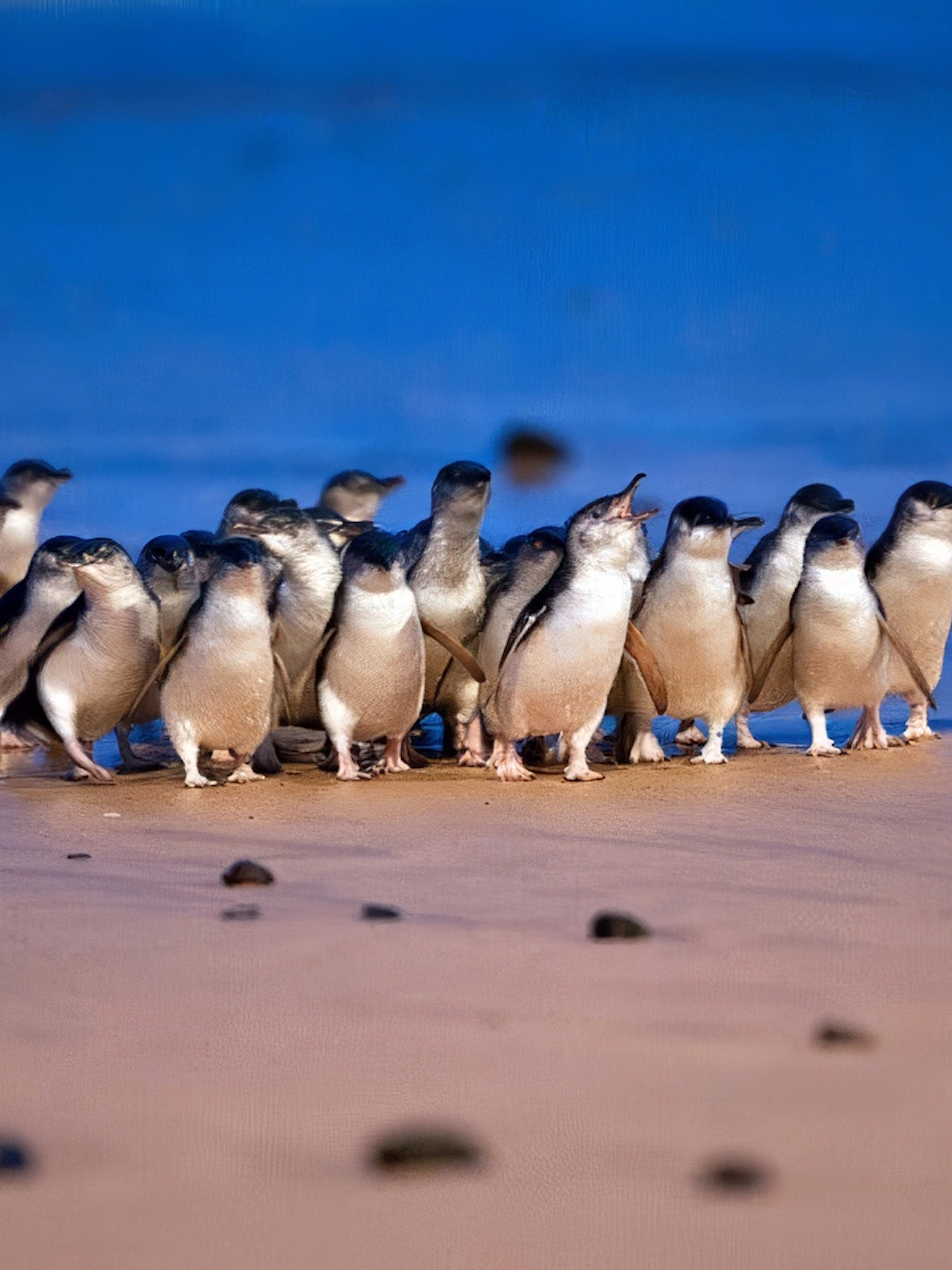 Little penguins walking on the beach at Phillip Island Penguin Parade.