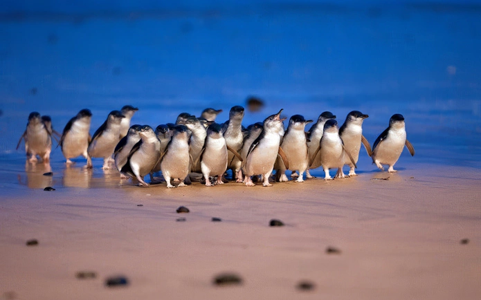 Little penguins walking on the beach at Phillip Island Penguin Parade.