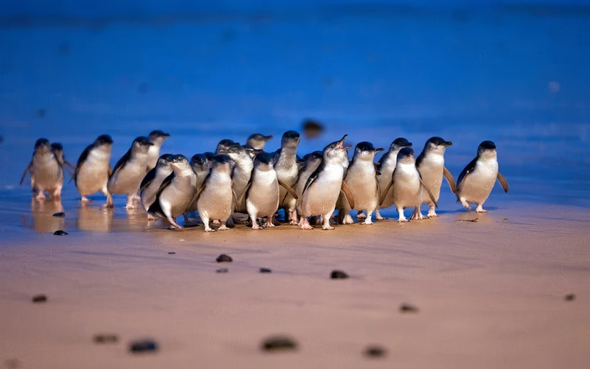 Little penguins walking on the beach at Phillip Island Penguin Parade.