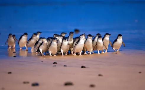 Little penguins walking on the beach at Phillip Island Penguin Parade.