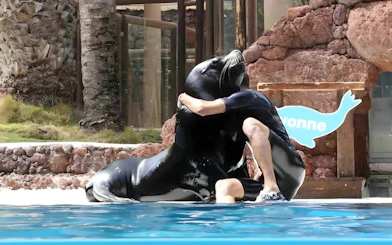Sea lion interacting with trainer at Oasis Wildlife show.