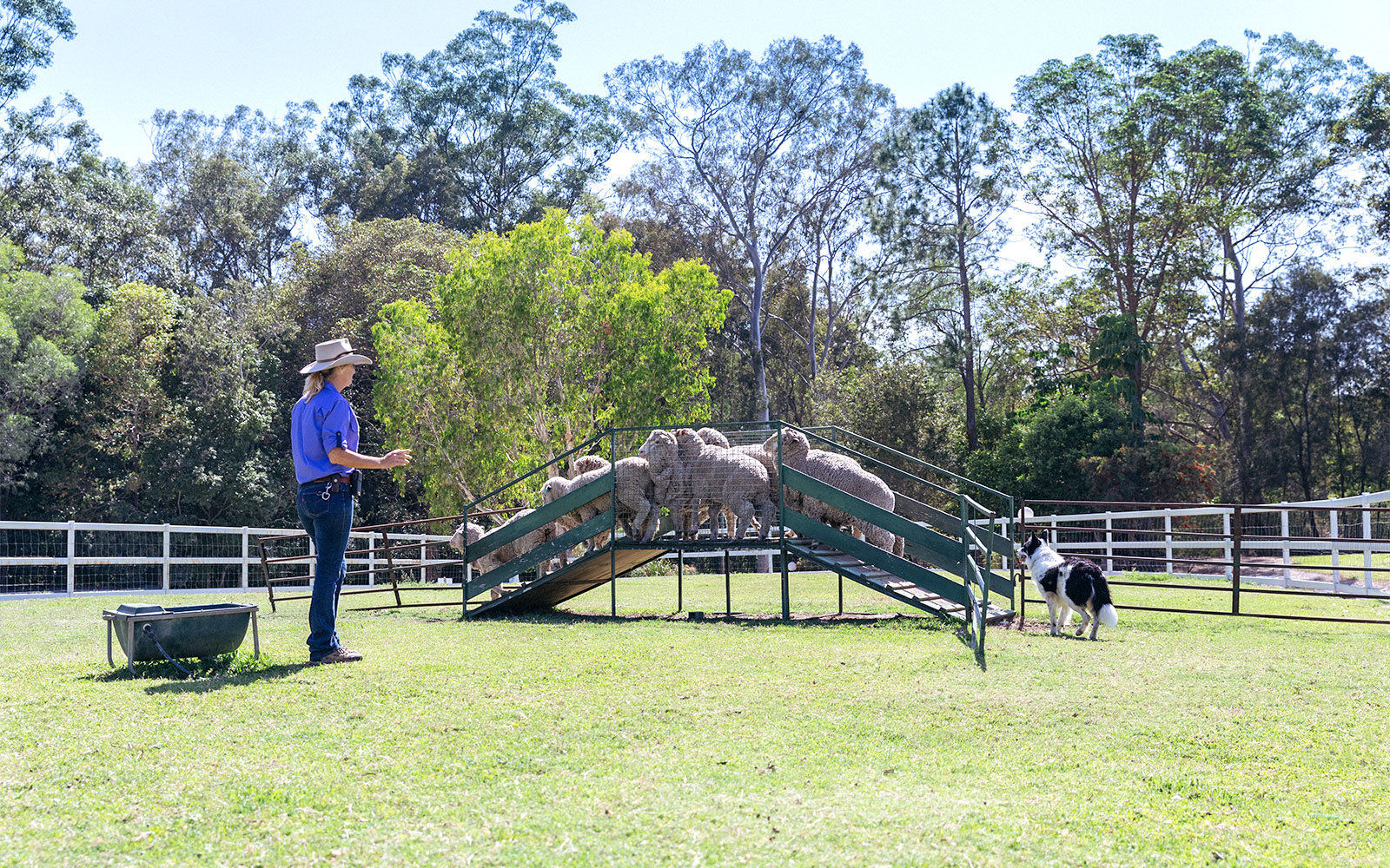 Sheepdog herding sheep at Stockman's show, Paradise Country.