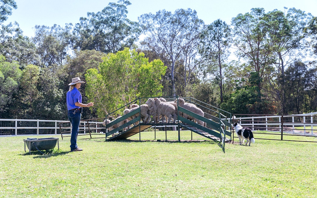 Sheepdog herding sheep at Stockman's show, Paradise Country.