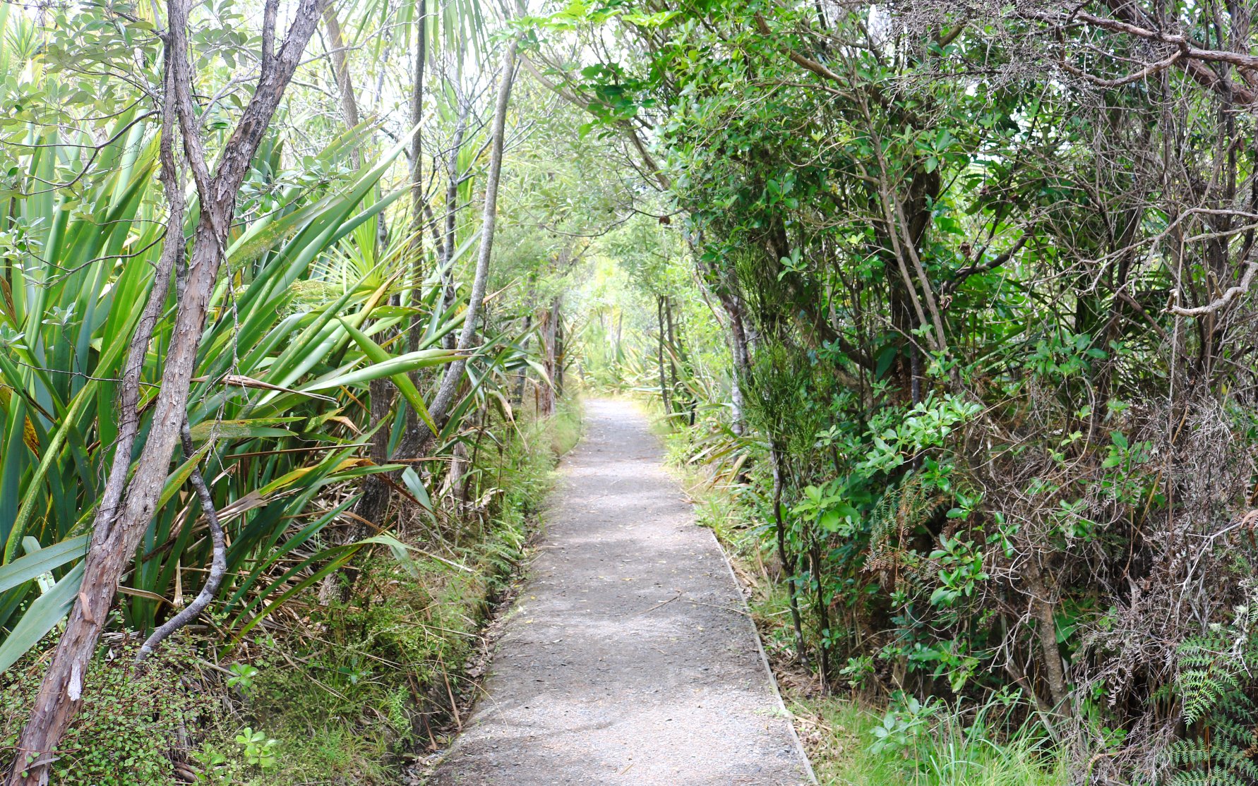 Pathway through lush native forest on Tiritiri Matangi Island, New Zealand.