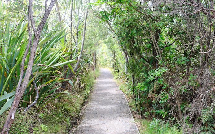 Pathway through lush native forest on Tiritiri Matangi Island, New Zealand.