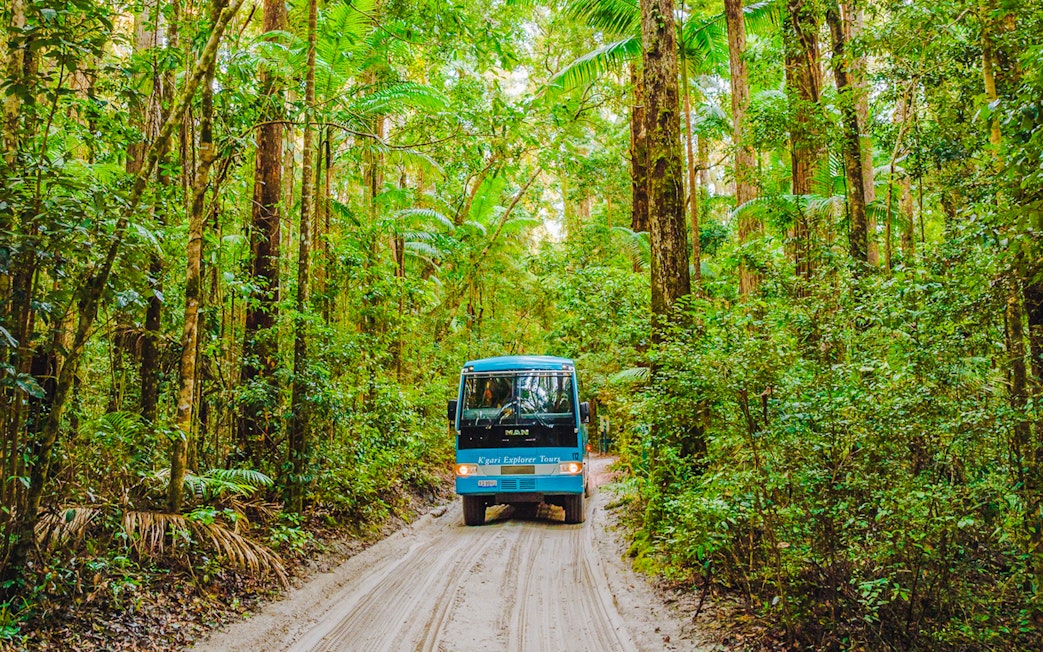 Tour coach driving through lush rainforest on K'gari, Fraser Island.