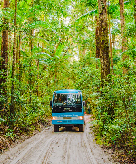 Tour coach driving through lush rainforest on K'gari, Fraser Island.