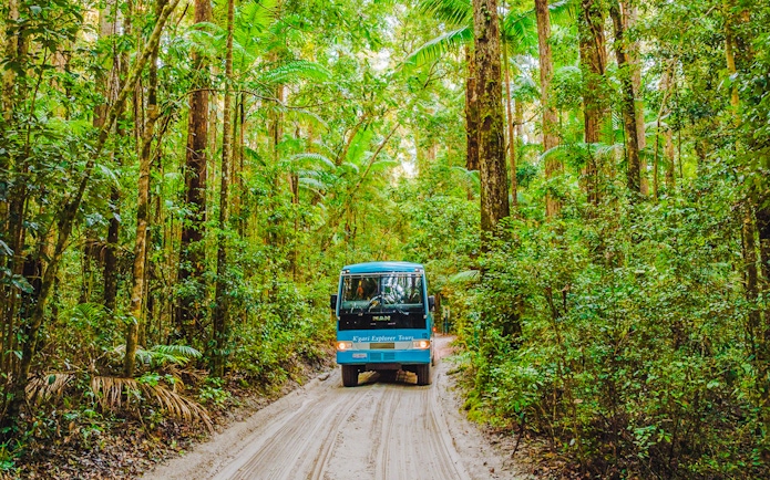 Tour coach driving through lush rainforest on K'gari, Fraser Island.