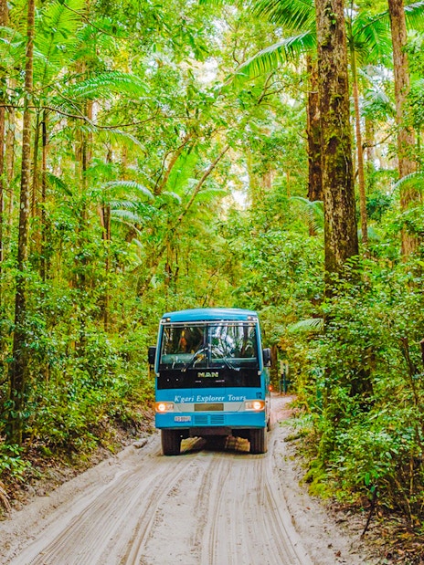 Tour coach driving through lush rainforest on K'gari, Fraser Island.