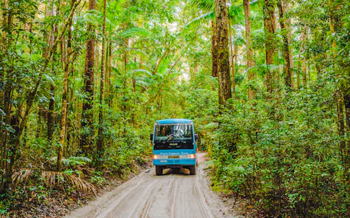 Tour coach driving through lush rainforest on K'gari, Fraser Island.