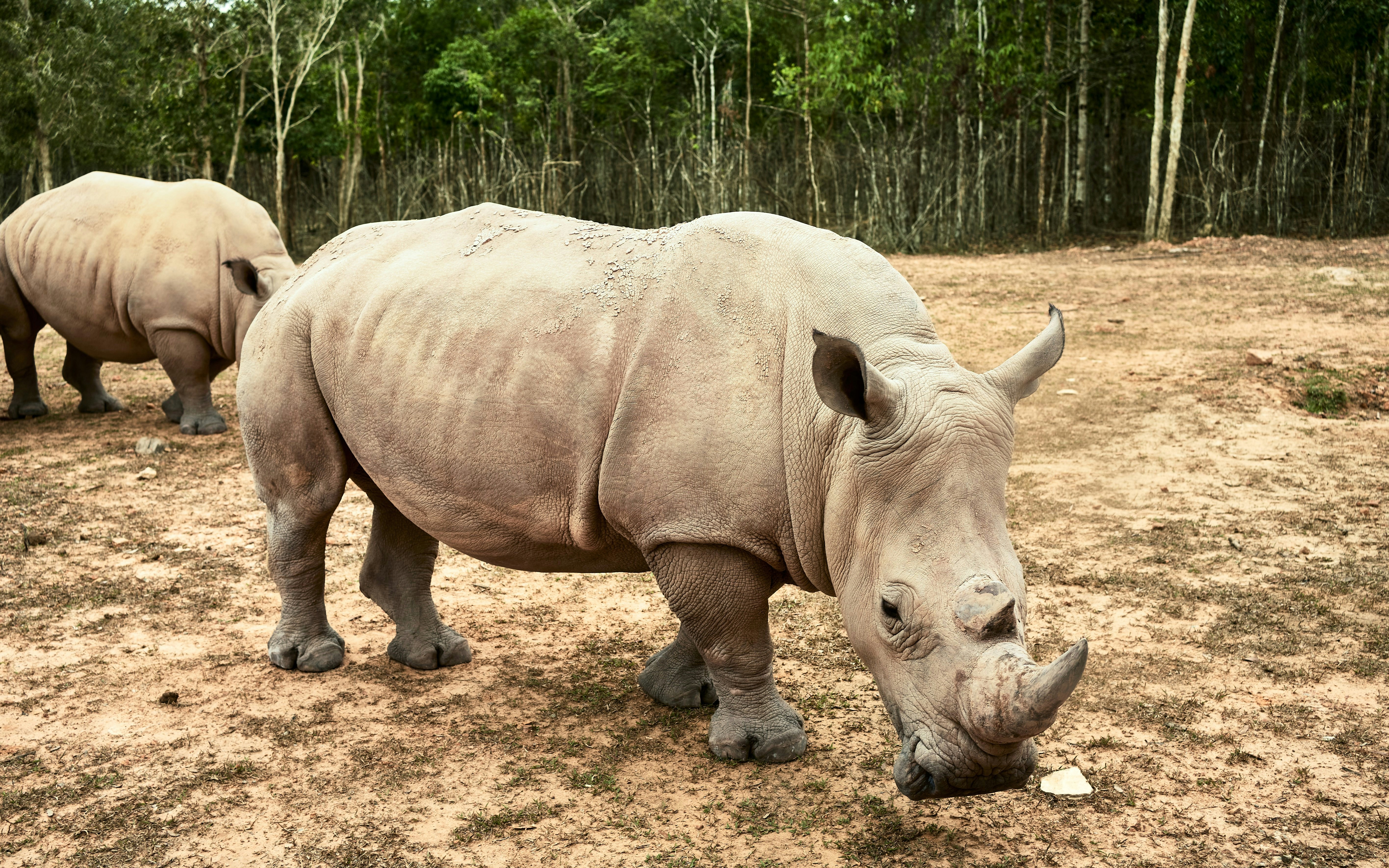 Rhino walking at Vinpearl Safari, Phu Quoc Island, Vietnam, with forest backdrop.