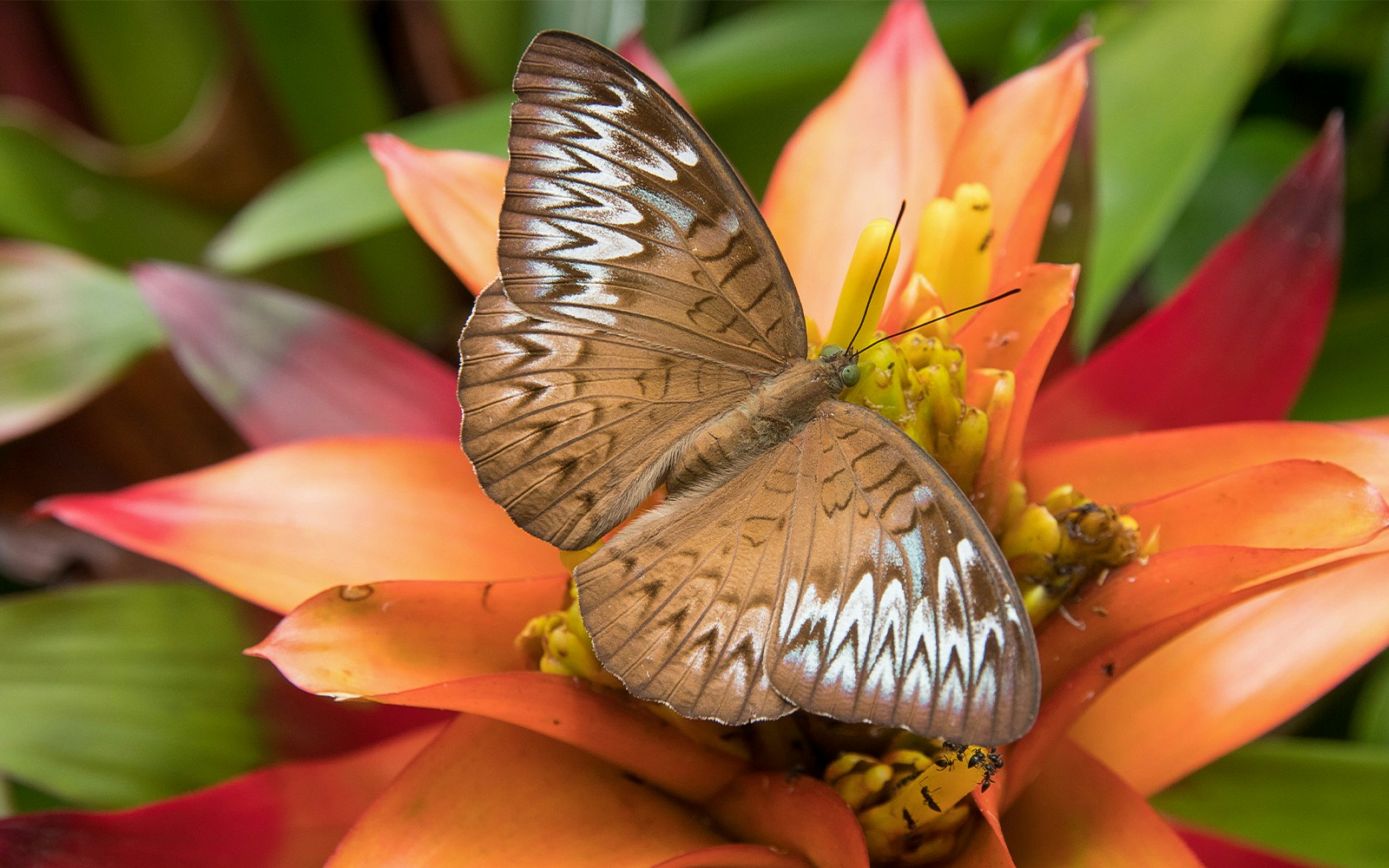 Tanaecia Pelea Pelea Malay Viscount Butterfly fluttering over vibrant flora at Penang Hill Habitat, Malaysia