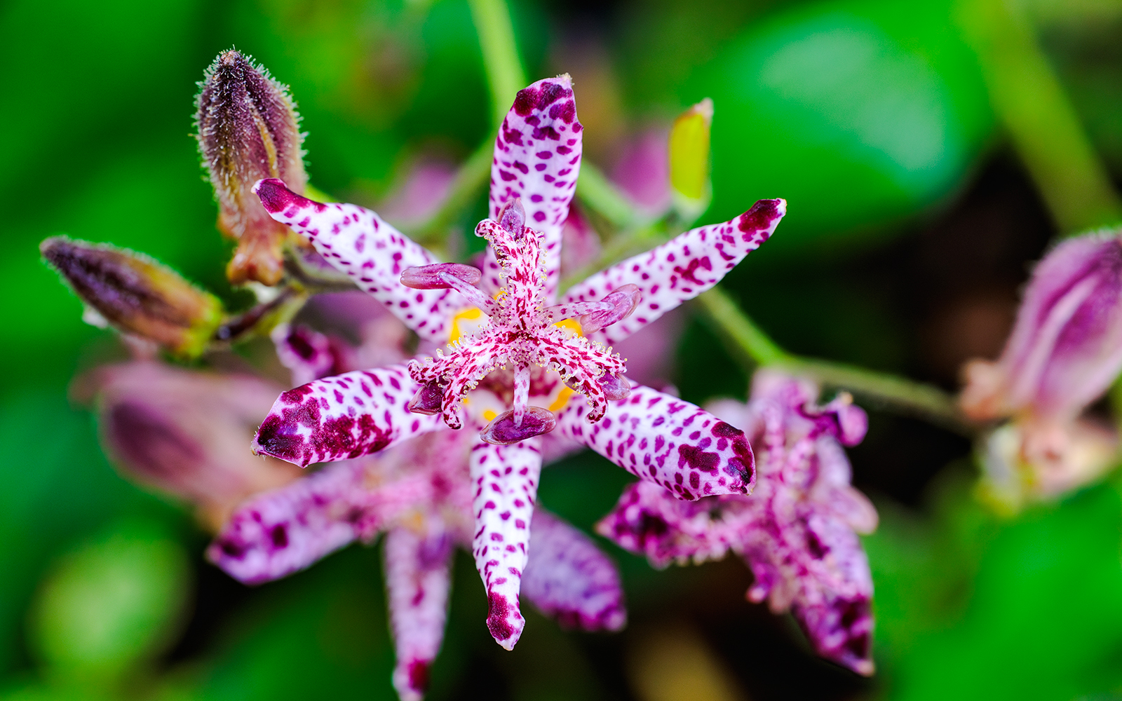 Close-up of a Toad Lily with purple speckled petals and green background.