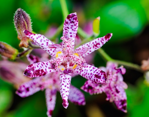 Close-up of a Toad Lily with purple speckled petals and green background.