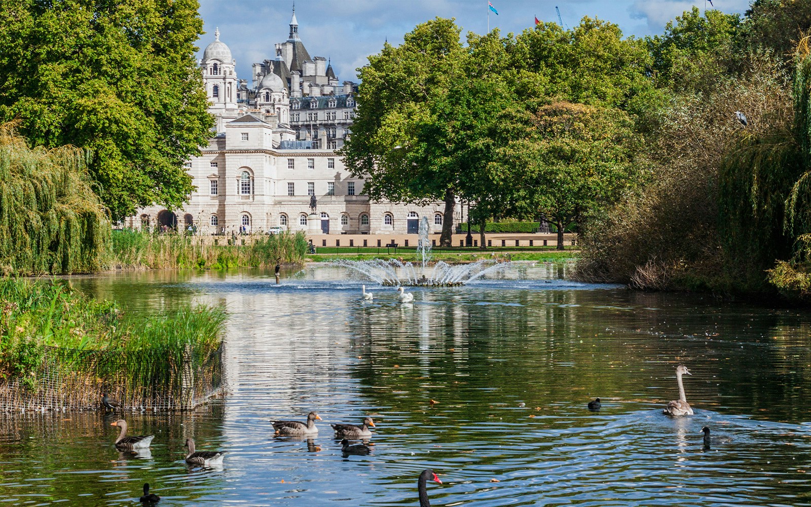 St James Park pond with ducks and swans, historic building in the background, London.