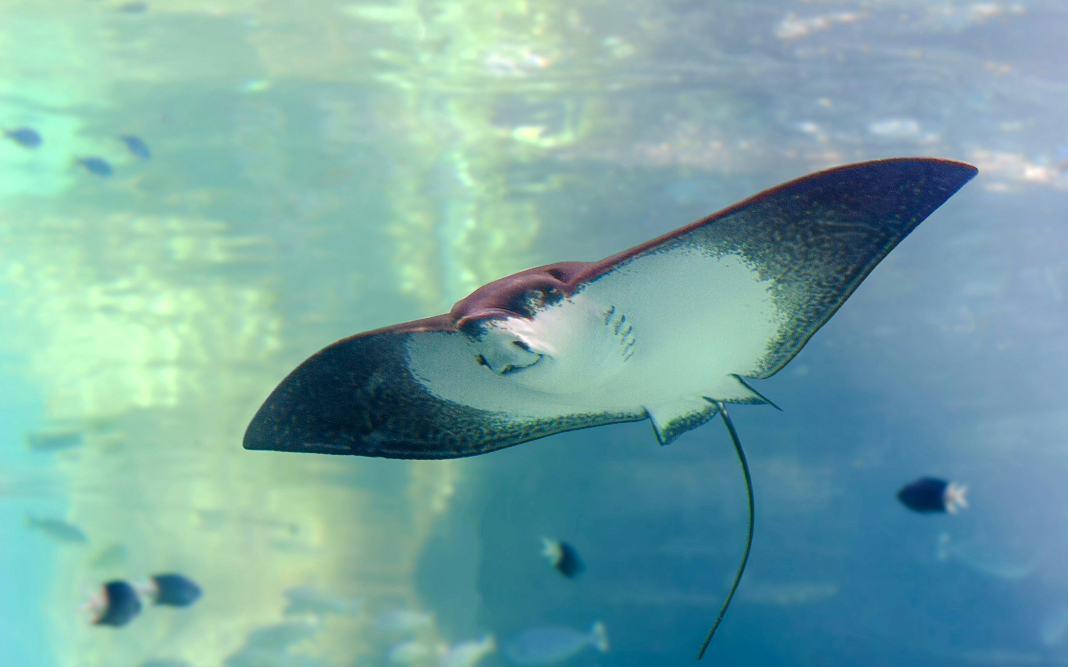 Eagle ray swimming over a tropical reef in clear water.