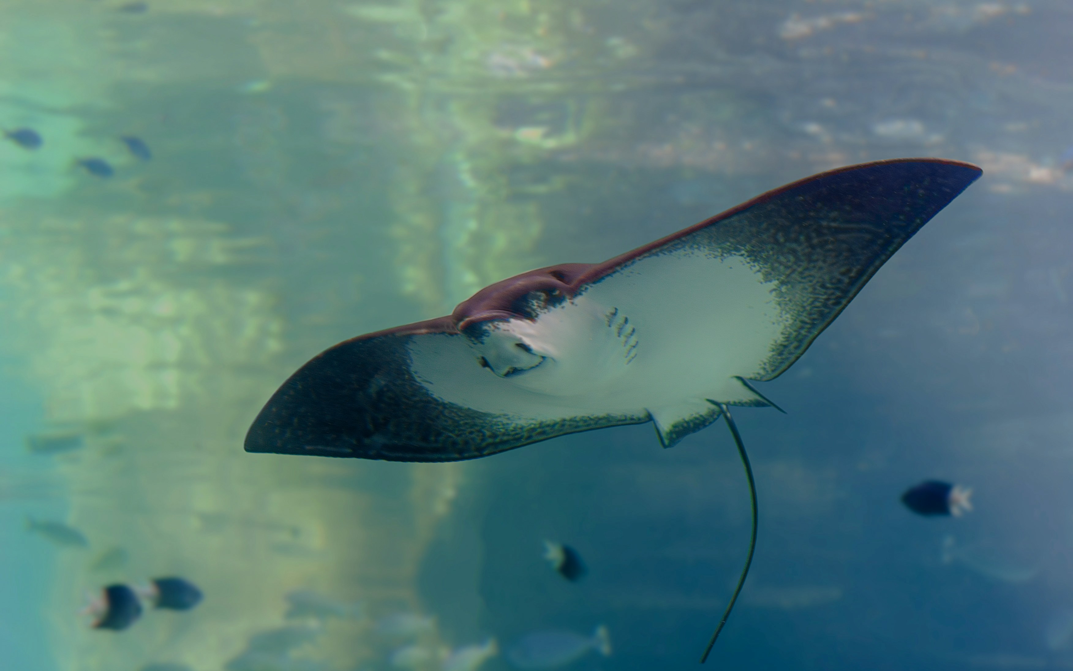 White-spotted Eagle Ray