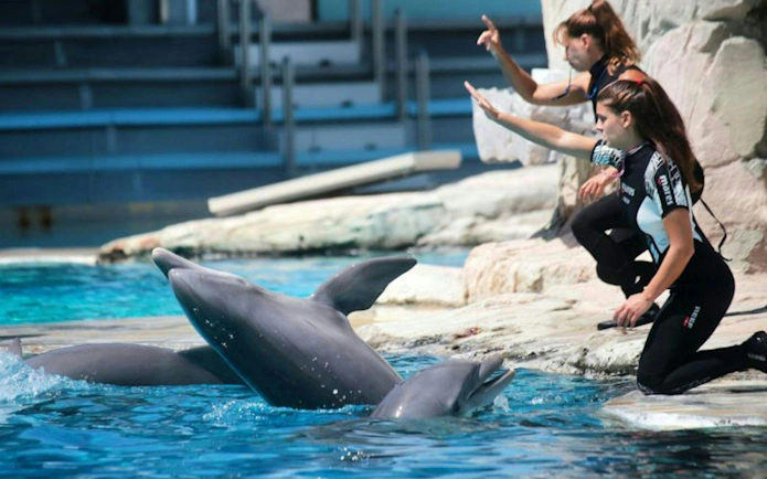 Dolphin trainers interacting with dolphins at Oltremare theme park.