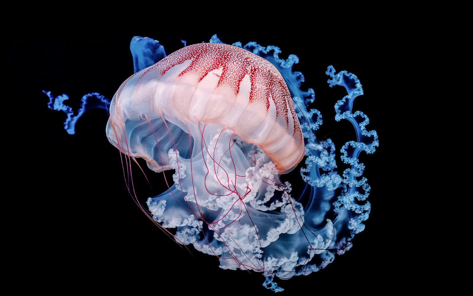 Giant jellyfish with translucent body and flowing tentacles in deep ocean.
