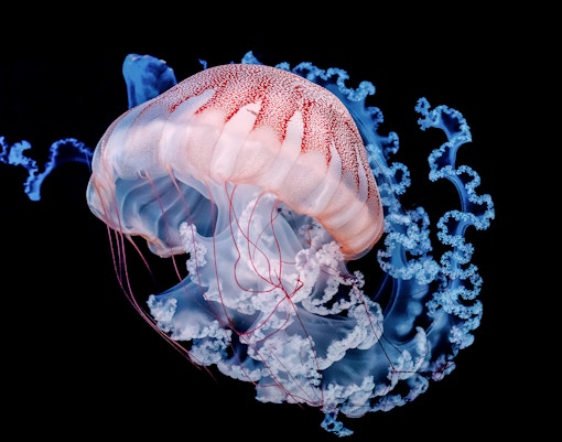 giant jellyfish