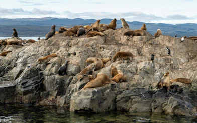 Sea lions resting on rocky shore of Martillo Island in the Beagle Channel, near Ushuaia, Argentina.