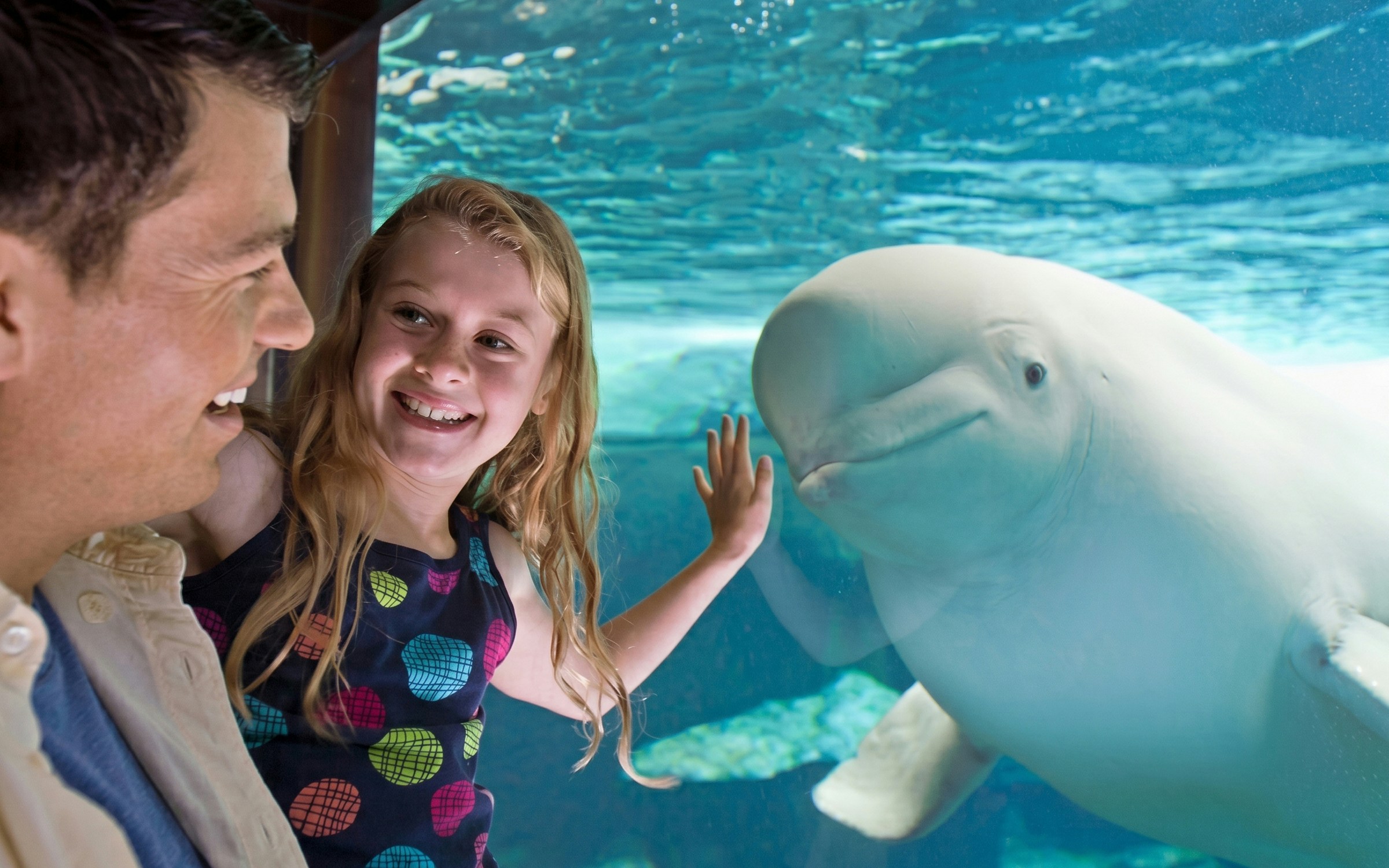 Child interacting with a beluga whale at SeaWorld Parks and Entertainment.