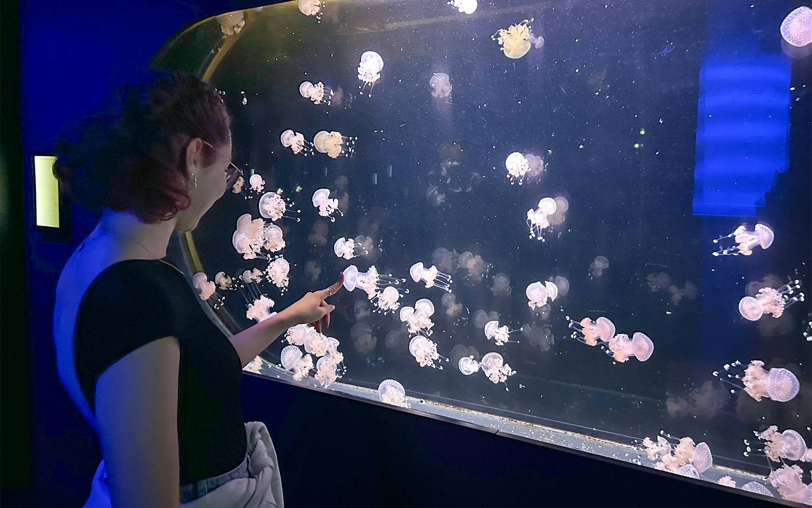 Visitor observing jellyfish tank at Aquarium de Paris.