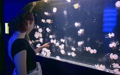 Visitor observing jellyfish tank at Aquarium de Paris.