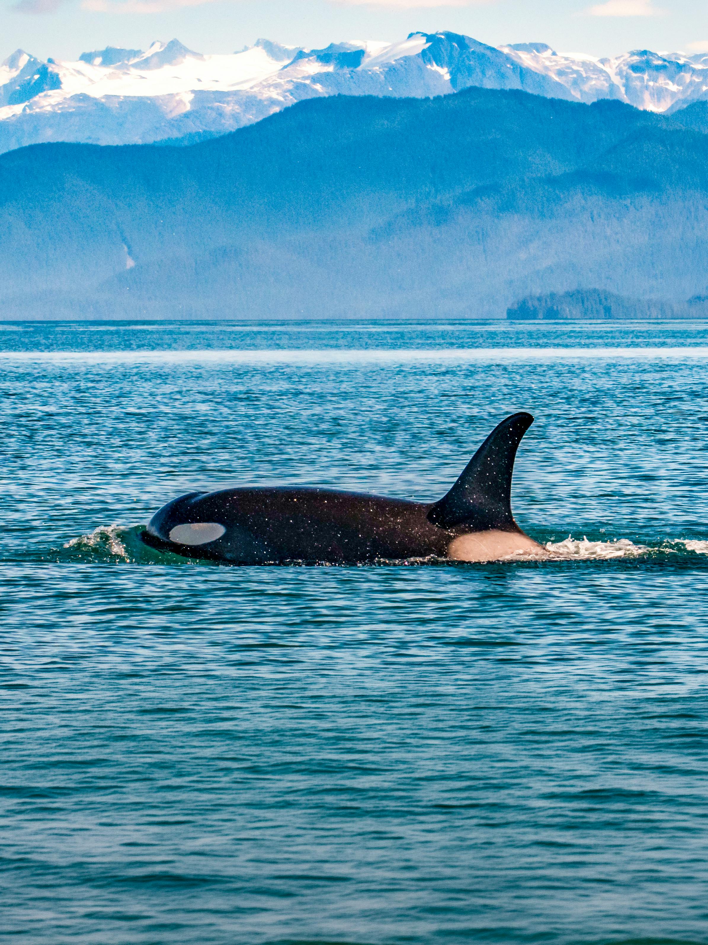 Juneau Whale Watching Tours