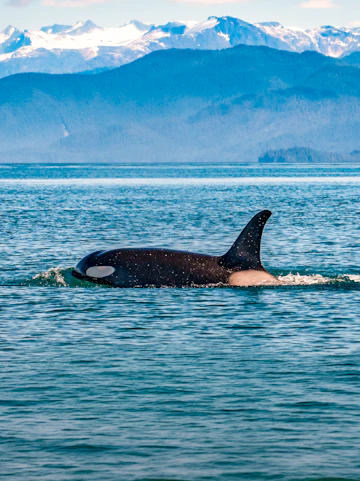 Orca swimming in the ocean near Juneau, Alaska with snowy mountains in the background.