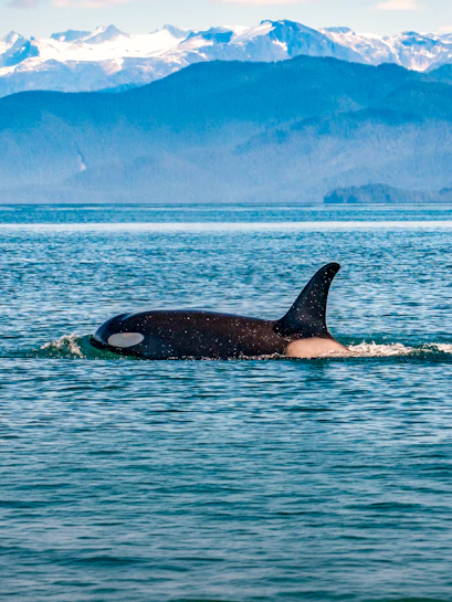 Orca swimming in the ocean near Juneau, Alaska with snowy mountains in the background.