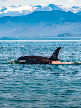 Juneau Whale Watching Tours
