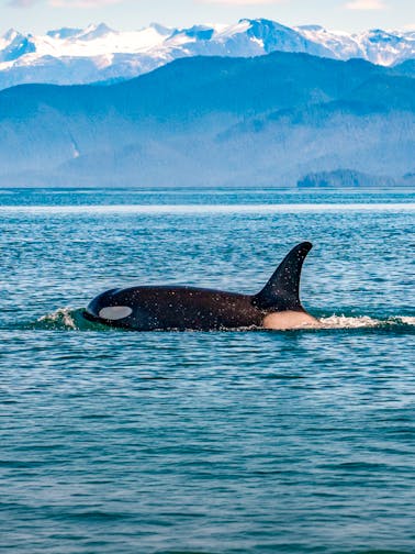 Juneau Whale Watching Tours