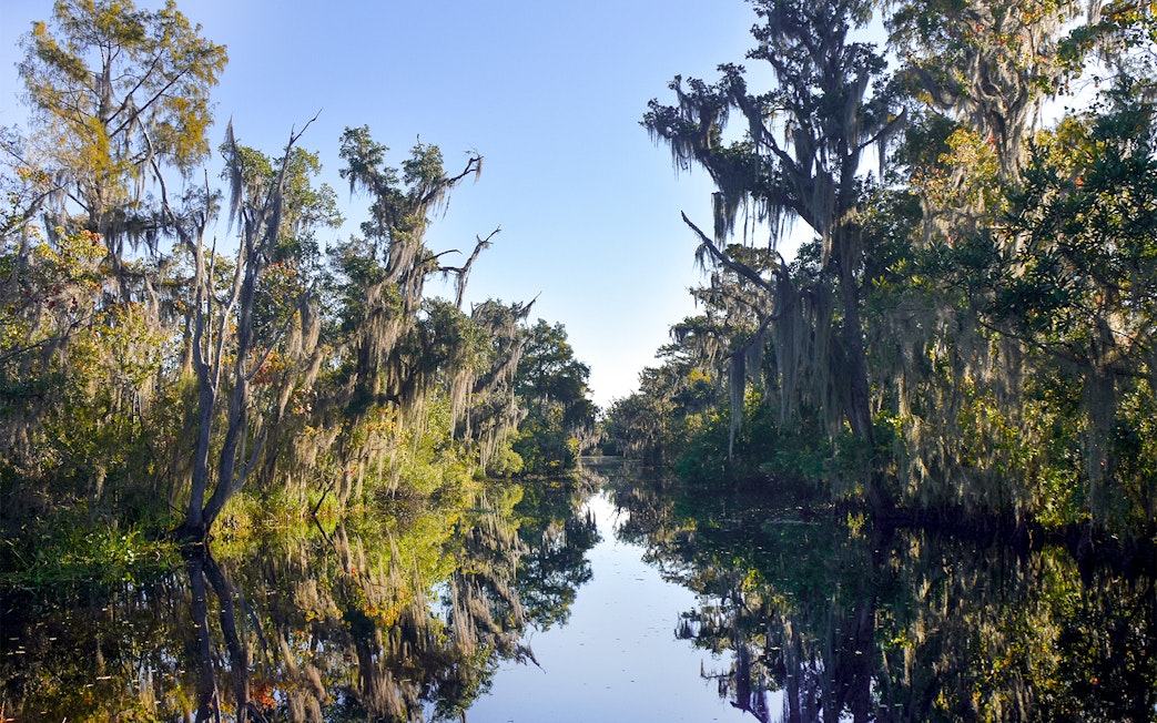 Swamp with cypress trees and Spanish moss in New Orleans during an airboat tour.