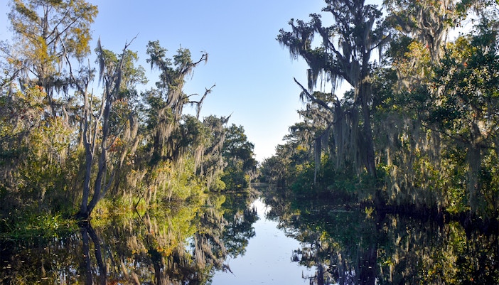 Swamp with cypress trees and Spanish moss in New Orleans during an airboat tour.