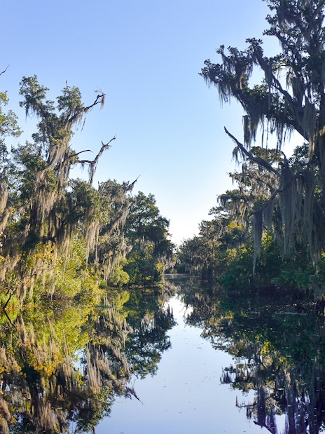 Swamp with cypress trees and Spanish moss in New Orleans during an airboat tour.