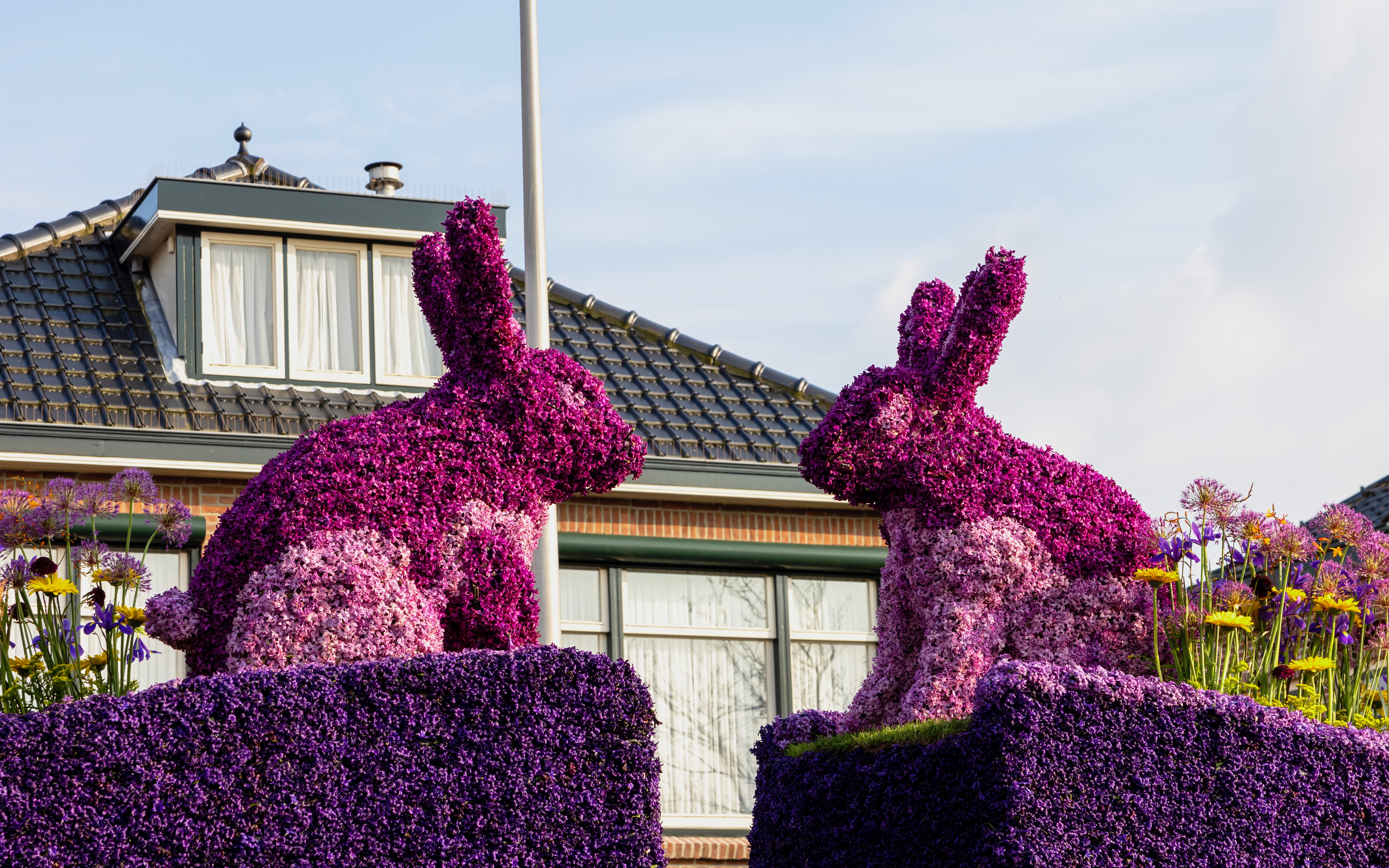 Hyacinth rabbit sculptures in front of a house in the Netherlands.