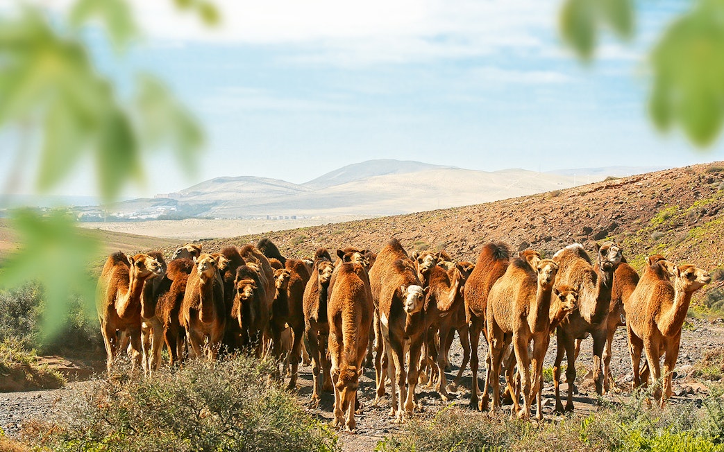 Camels gathered at Oasis Wildlife Fuerteventura entrance with desert landscape.