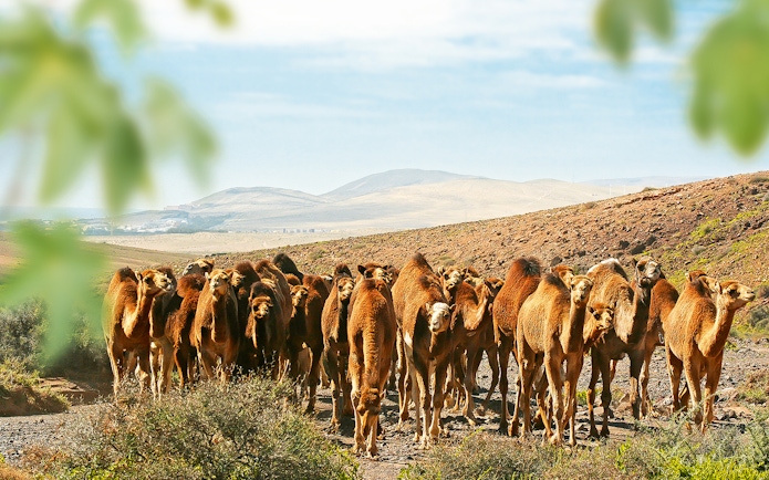 Camels gathered at Oasis Wildlife Fuerteventura entrance with desert landscape.
