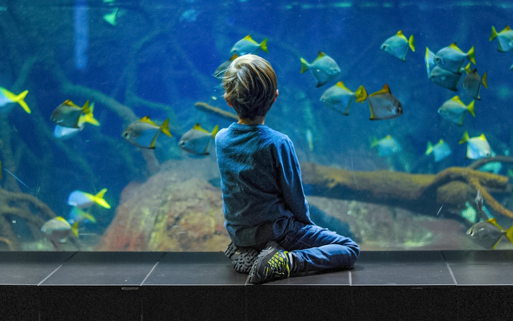 Child observing fish at Aquarium of the Bay, San Francisco.