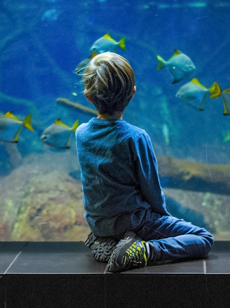 Child observing fish at Aquarium of the Bay, San Francisco.