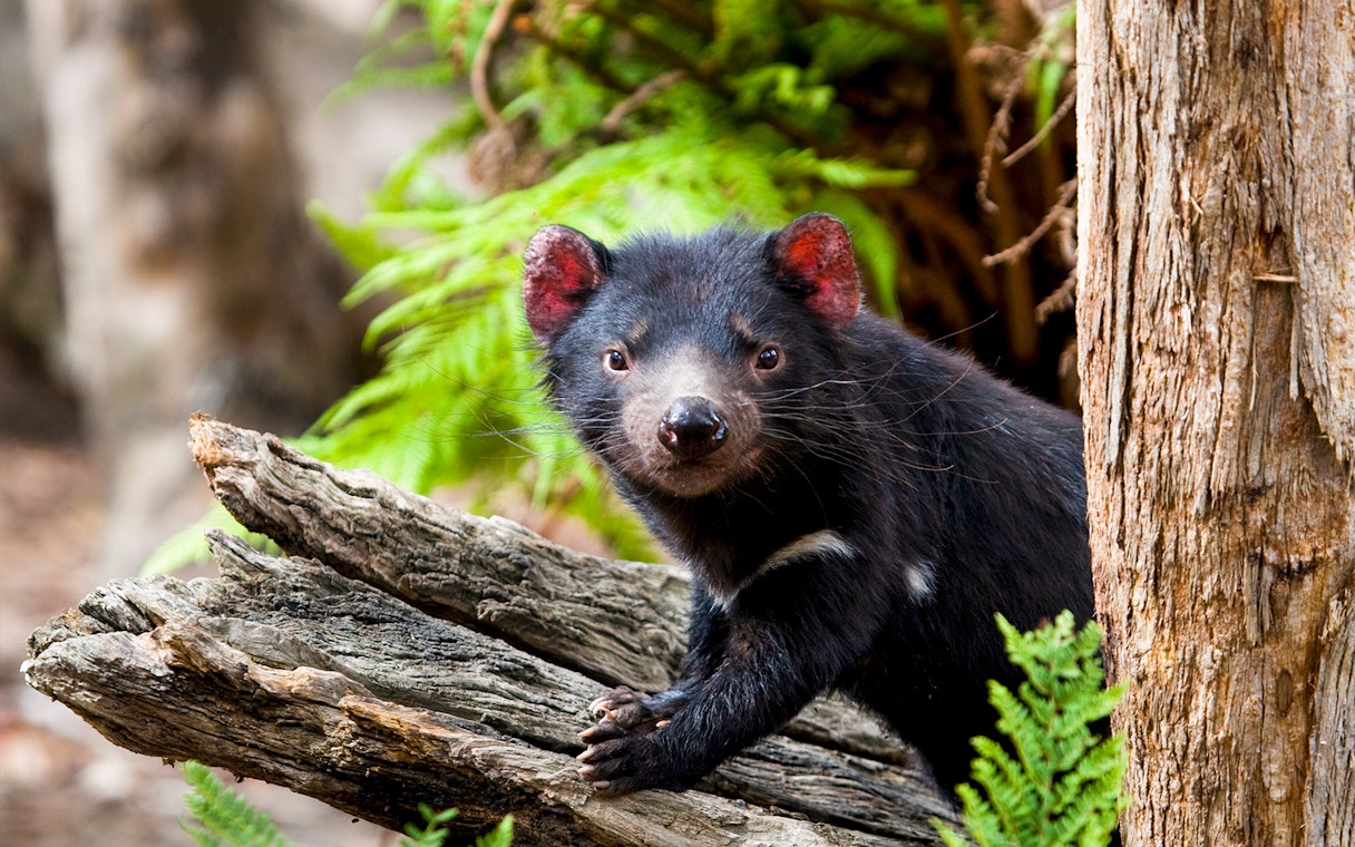 Tasmanian Devil on a log in a forest setting, Tasmania, Australia.